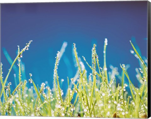 Framed Water Droplets on Blades of Grass Print