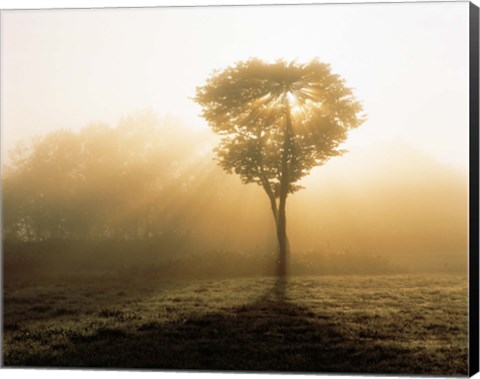 Framed Tree in Early Morning Mist Print