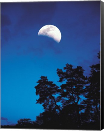 Framed Half-Moon over Trees in Dark Print