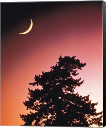 Framed Crescent Moon over Trees in Front Of Dark Red Sky Print