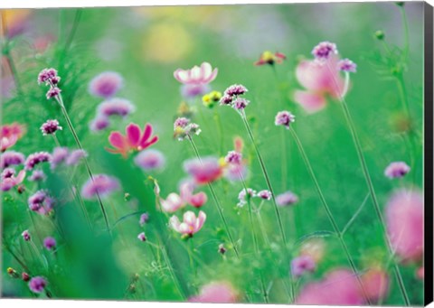 Framed Wildflowers in Bloom Print