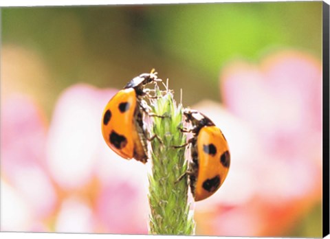 Framed Close Up Of Two Ladybugs Print