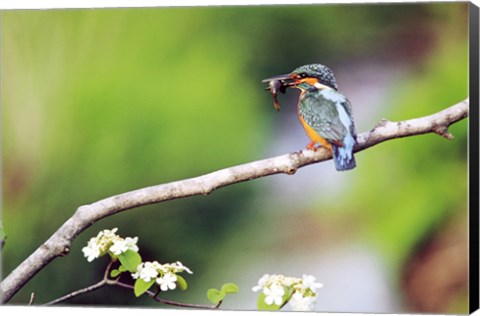 Framed Kingfisher Holding Fish in Beak Perched On a Branch Print