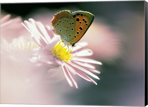 Framed Close Up Of Butterfly on Flower on Purple Lavender Print