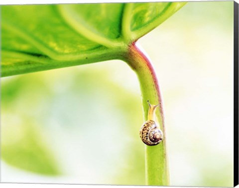Framed Snail on Leaf Crawling Upward Print