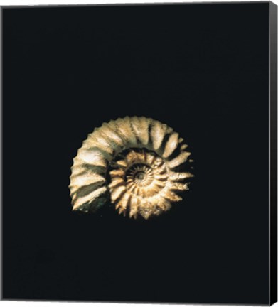 Framed Shell on Black Background Print
