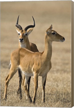 Framed Pair of Ugandan kobs (Kobus kob thomasi) mating behavior sequence, Queen Elizabeth National Park, Uganda Print