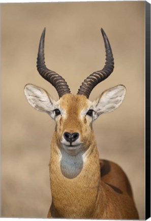 Framed Close-up of a Ugandan kob (Kobus kob thomasi), Queen Elizabeth National Park, Uganda Print