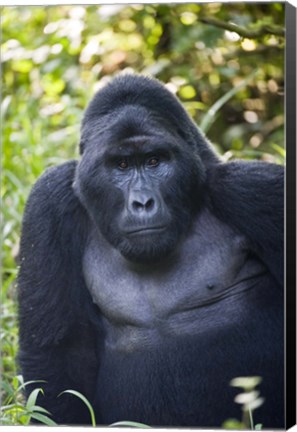 Framed Mountain Gorilla, Bwindi Impenetrable National Park, Uganda Print