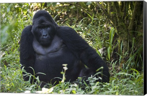 Framed Mountain Gorilla Sitting in a forest, Bwindi Impenetrable National Park, Uganda Print