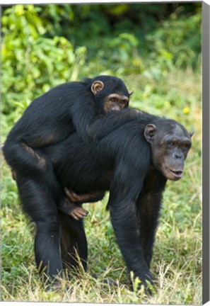 Framed Female chimpanzee (Pan troglodytes) carrying its young one on back, Kibale National Park, Uganda Print