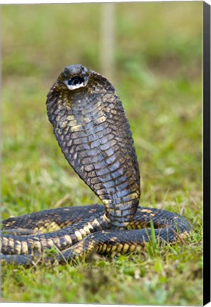 Framed Close-up of an Egyptian cobra (Heloderma horridum) rearing up, Lake Victoria, Uganda Print