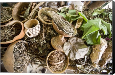 Framed Close-up of natural herbs and healing plants, Bwindi Impenetrable National Park, Uganda Print
