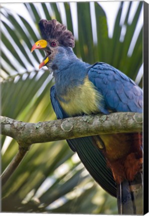 Framed Close-up of a Great Blue Turaco (Corythaeola cristata) Calling, Kibale National Park, Uganda Print