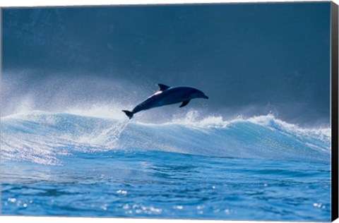 Framed Common dolphin breaching in the sea Print