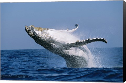 Framed Humpback whale (Megaptera novaeangliae) breaching in the sea Print