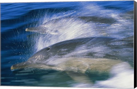 Framed Common dolphins breaching in the sea Print