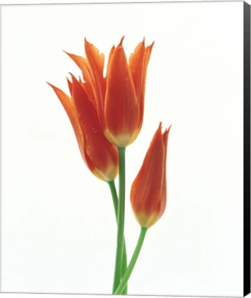 Framed Orange Flowers against White Background Print