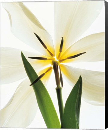 Framed Flower head, Lily Print