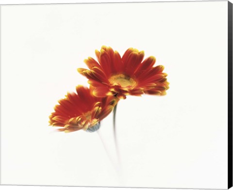 Framed Two flowers head against white background Print