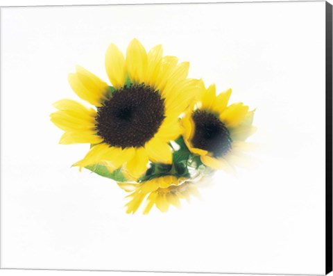 Framed Close Up Of Sunflower Head Print