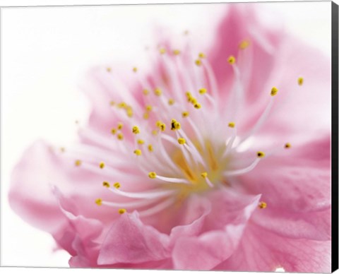 Framed Pink Flower Print