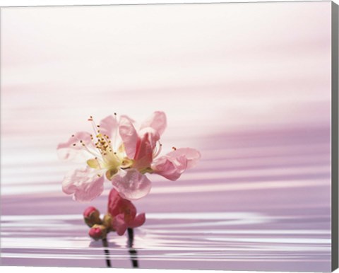 Framed Flower with Water Background Print
