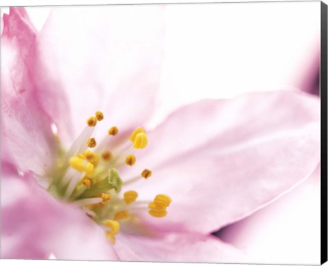 Framed Extreme close up of cherry blossom Print