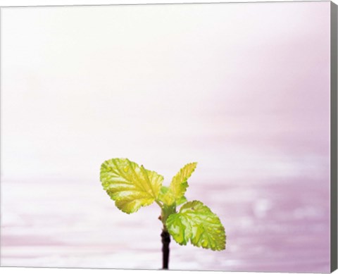 Framed Droplet on plant leaf, close up Print