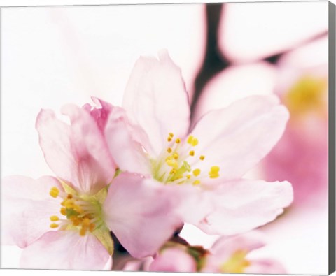 Framed Close up of cherry blossom Print