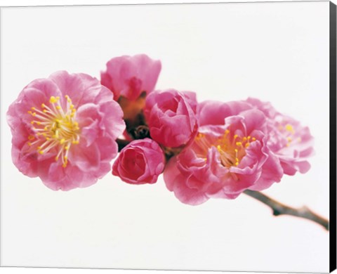 Framed Close up of a Cherry blossom Print