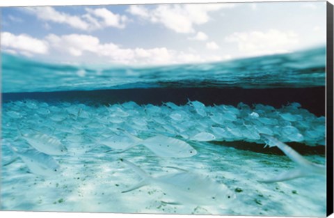 Framed School of Fish, Submerged Print