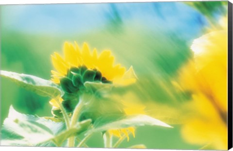 Framed Soft focus of yellow flower, blurred motion Print