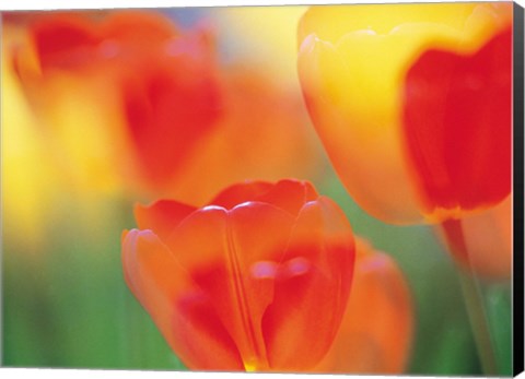 Framed Tulip Flowers Print