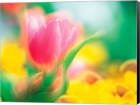 Framed Flowers Print