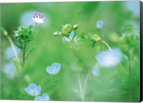 Framed Wildflowers Print