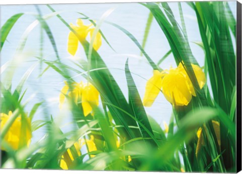 Framed Yellow flowers with grass an sky Print