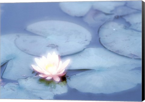 Framed Pink Flower in Pond, Lotus Print