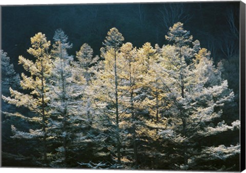 Framed Forest trees with sunlight at sunrise Print