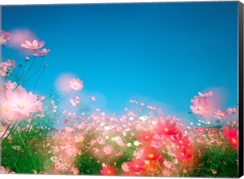 Framed Shiny pink flowers in bloom with blue sky Print