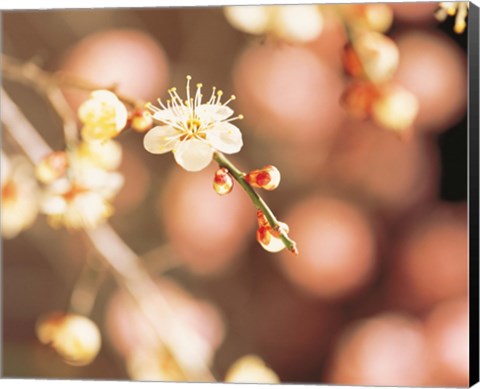 Framed Cherry blossom in selective focus Print