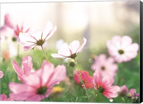 Framed Pink flowers in meadow Print