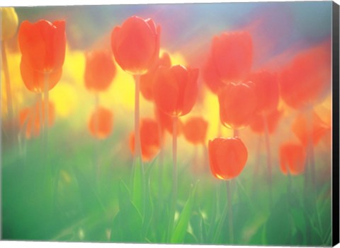 Framed Red Tulips Print