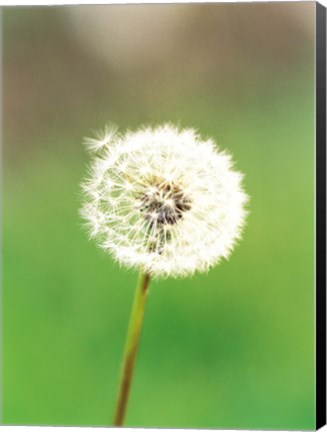 Framed Dandelion seeds, close-up view Print