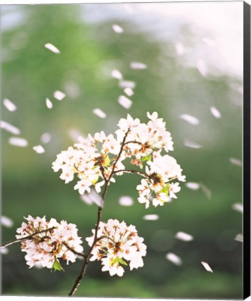 Framed Flower petals floating in air Print