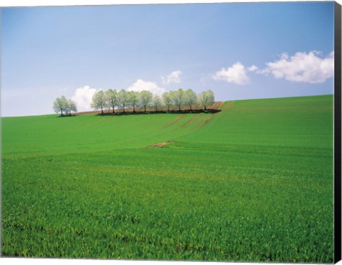 Framed Trees lined in crop field with sky and clouds in background Print