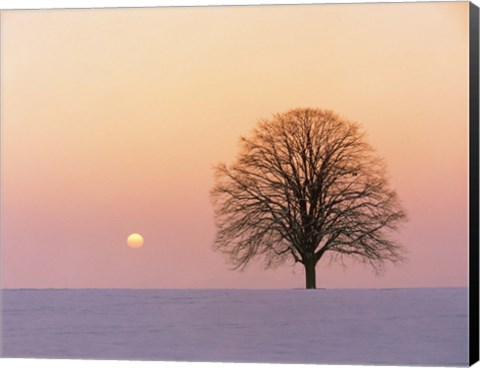 Framed Sunset view of single bare tree Print