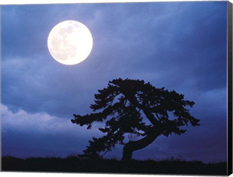 Framed Silhouetted tree with full moon in sky Print