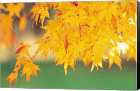 Framed Yellow Maple Leaves, Autumn Print