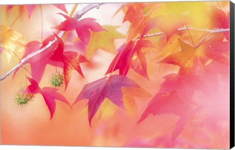 Framed Red Leaves with Backlit, Autumn Print